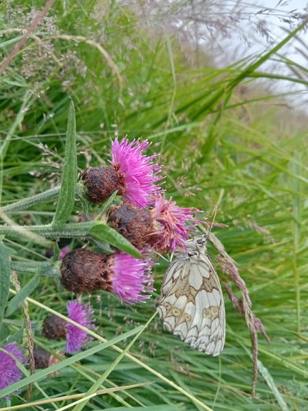 Woodmancote BioBlitz - 8 July at 11am 